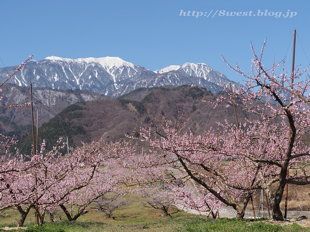 桃と鳳凰三山01