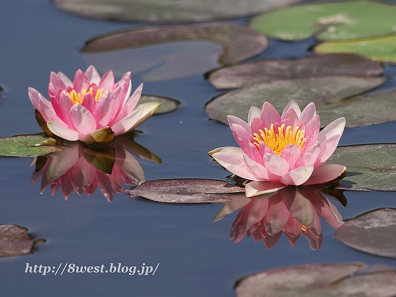 睡蓮23