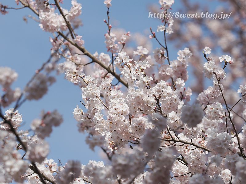 桜13