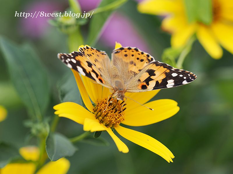 ヒメアカタテハ3