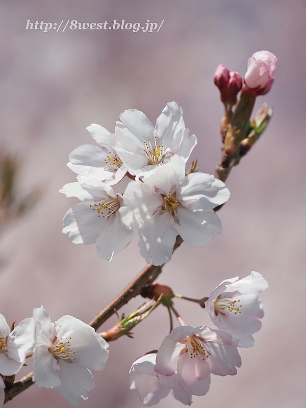 桜22