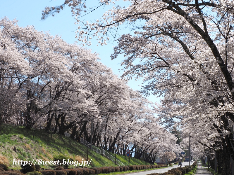 桜07