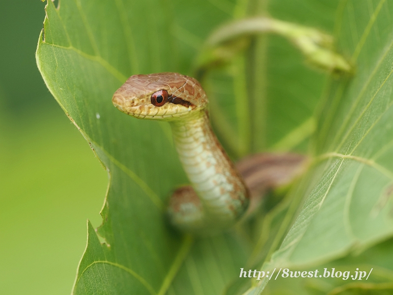 シマヘビ05