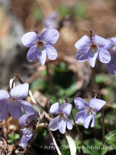 スミレ