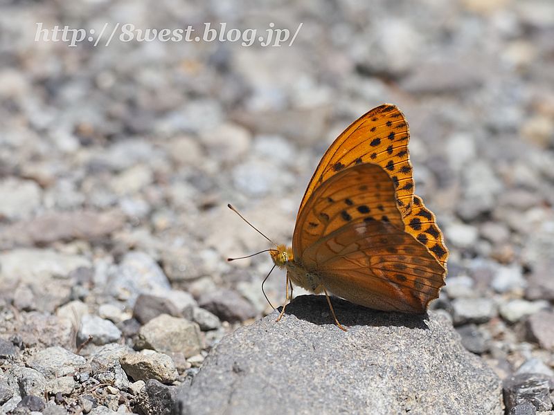 メスグロヒョウモン4