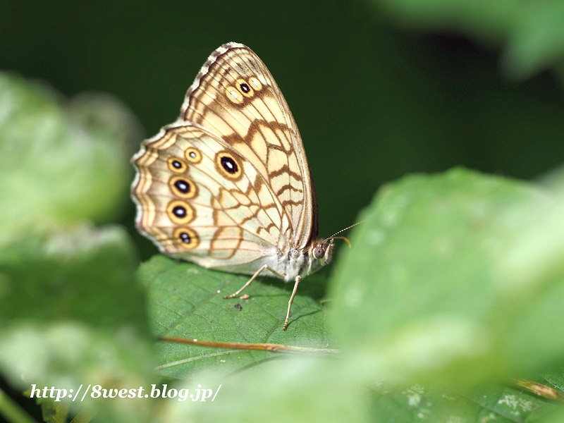 キマダラモドキ11