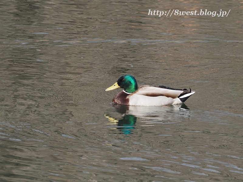 マガモ1