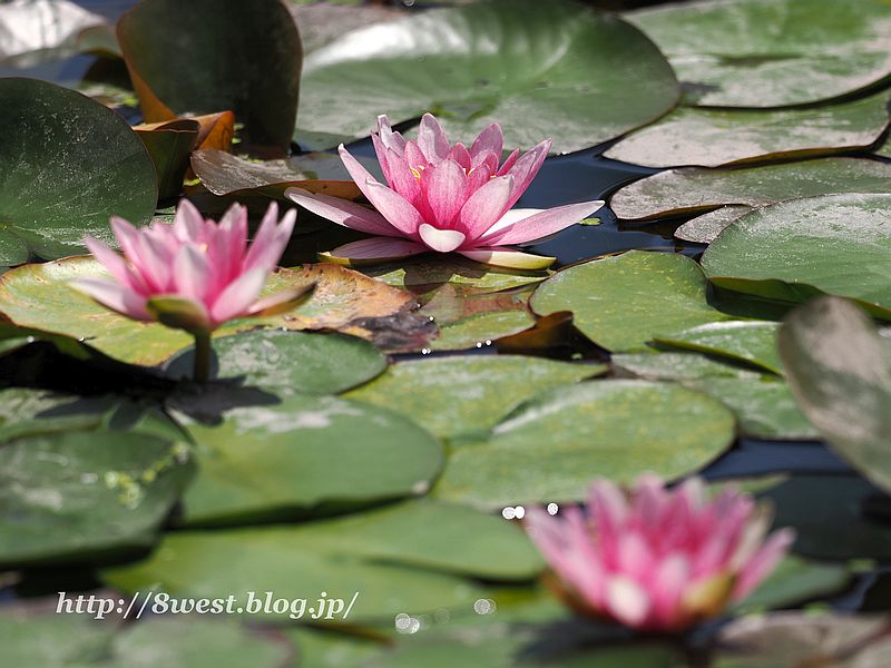 睡蓮15