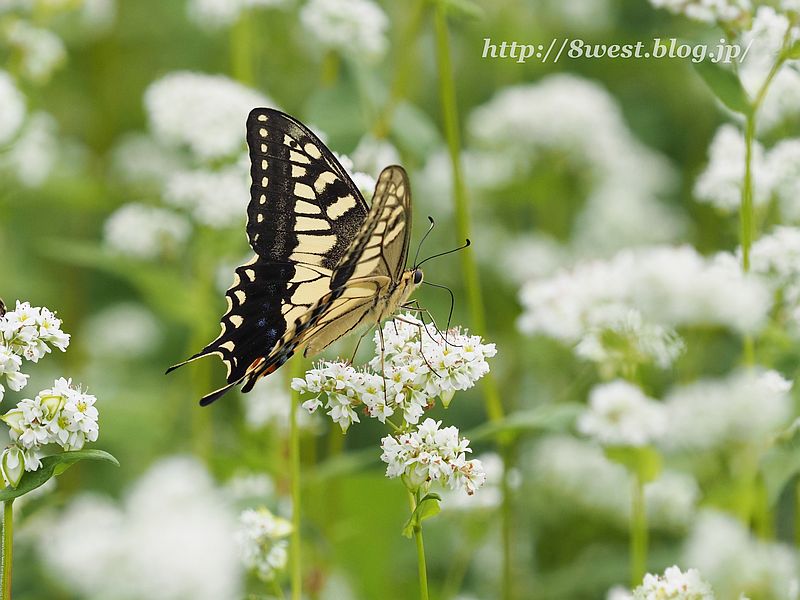 キアゲハ8