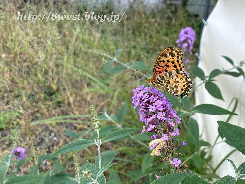 ツマグロヒョウモン