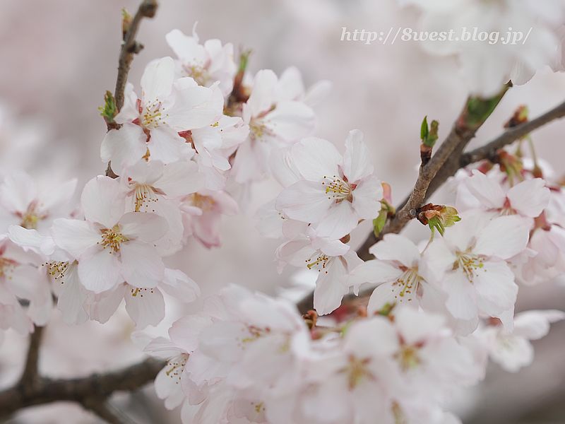 高遠小彼岸桜19