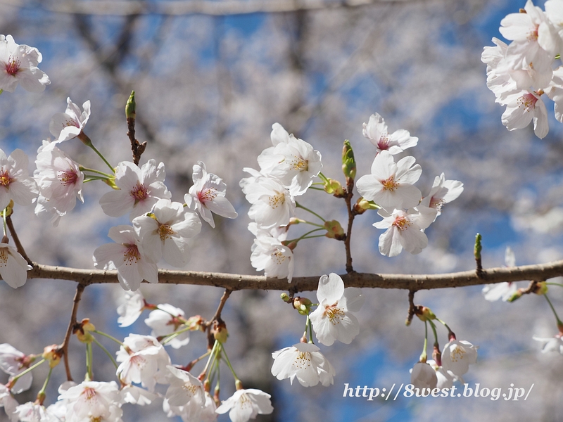 桜12