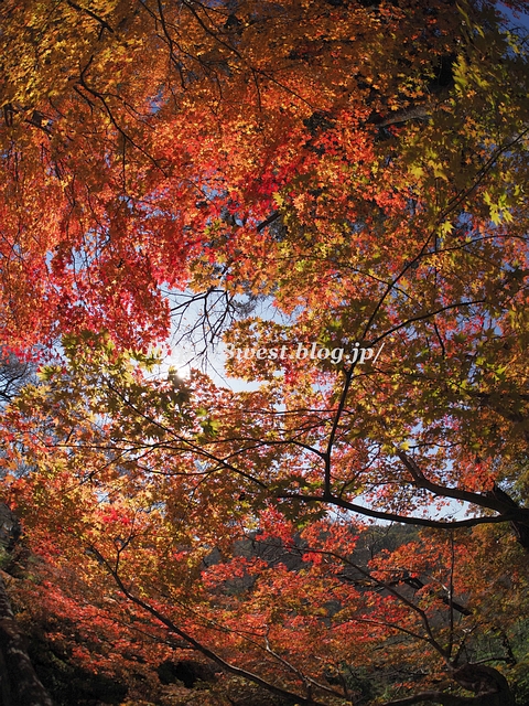 紅葉07