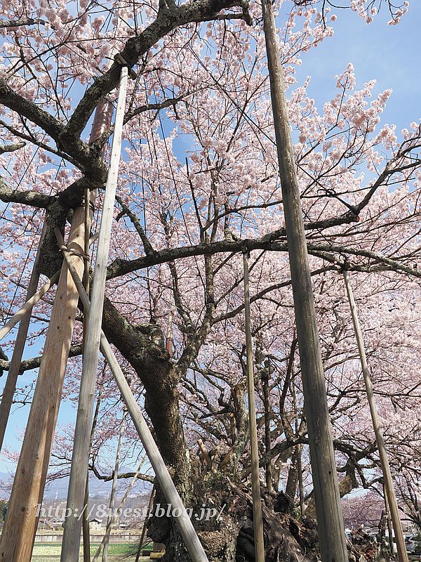 神代桜16