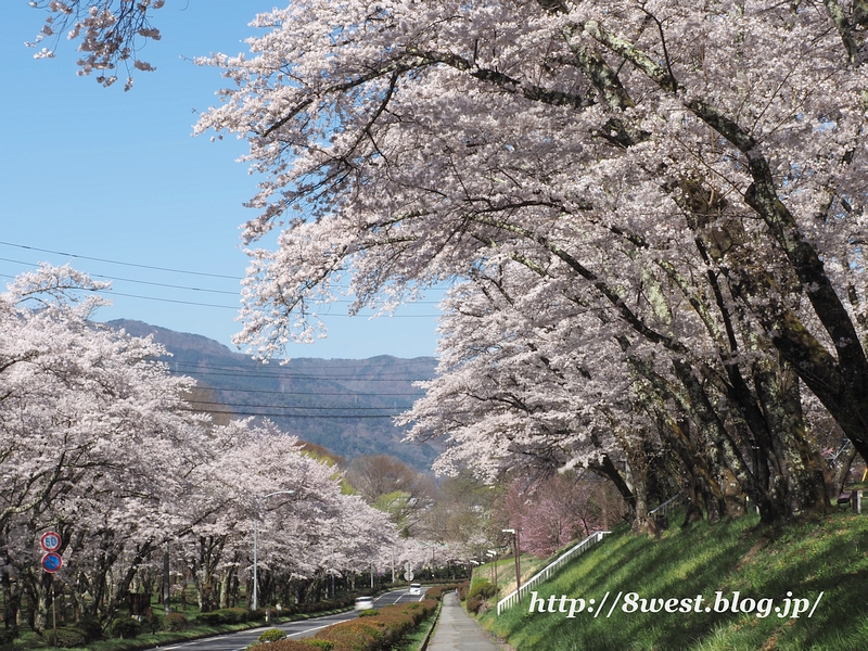桜05
