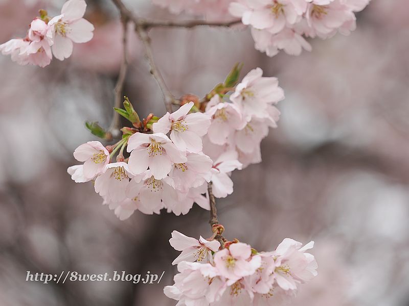 高遠小彼岸桜35