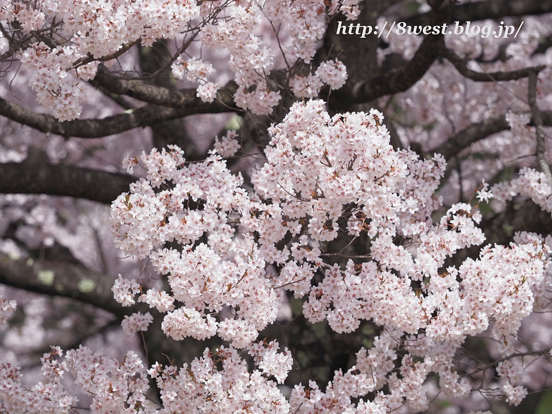 高遠小彼岸桜03