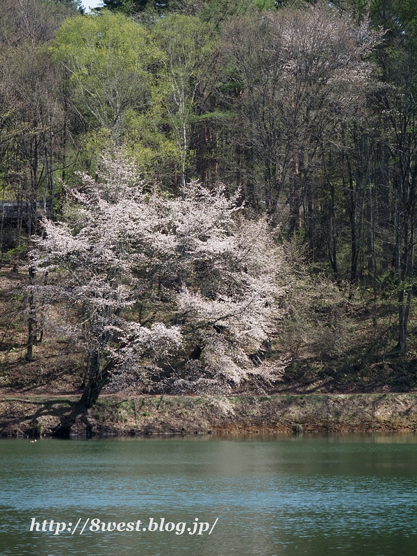 霞桜6