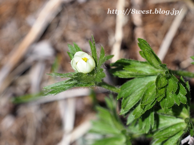 ハクサンイチゲ