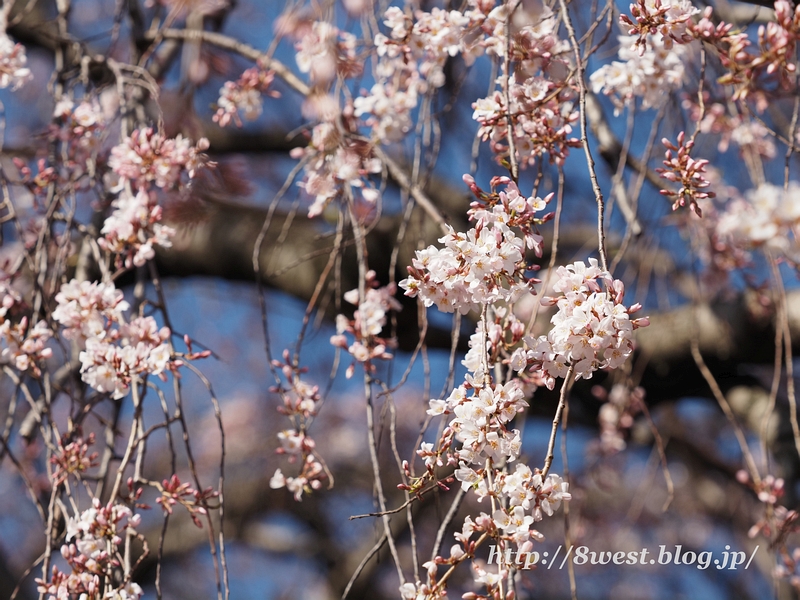 枝垂桜2