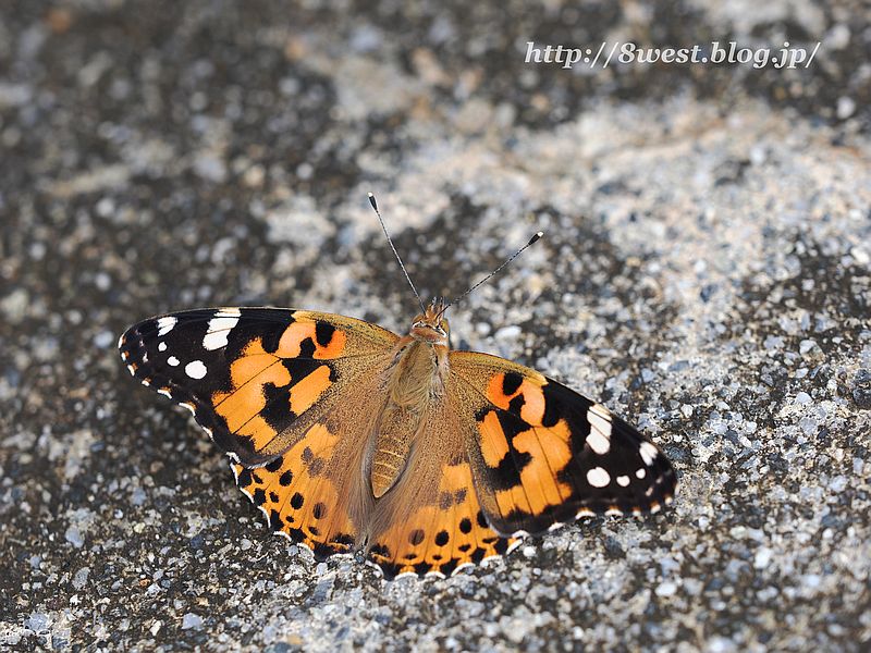 ヒメアカタテハ1