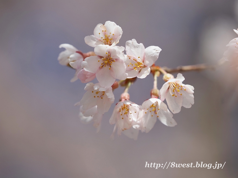 葛窪枝垂桜02