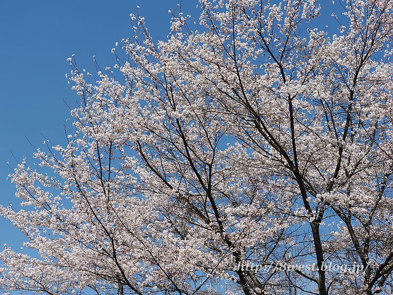 桜8