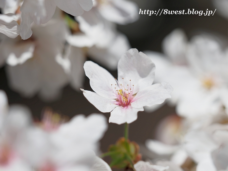 桜19
