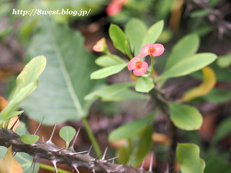 チャンクオック寺9