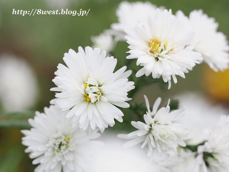 クジャクアスター1