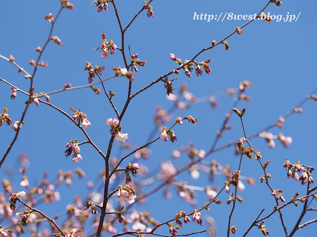 タカネザクラ4