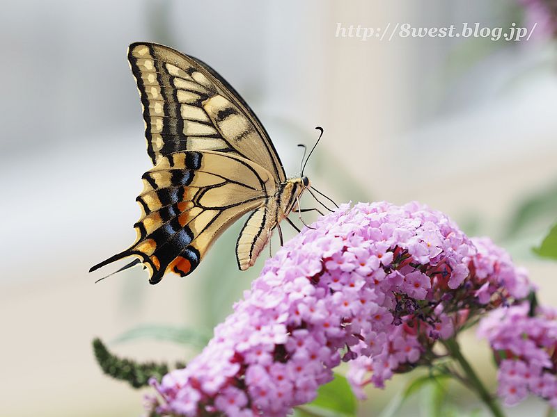 キアゲハ9