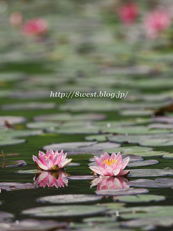 睡蓮24