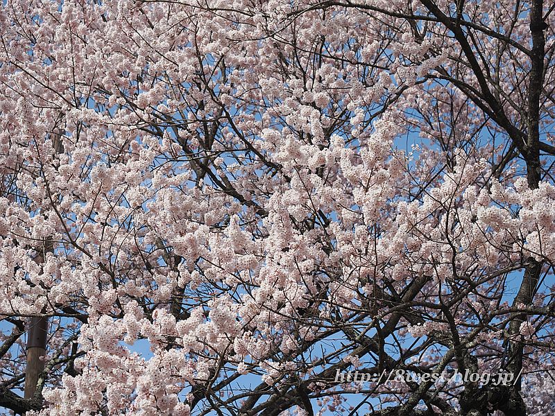 神代桜05