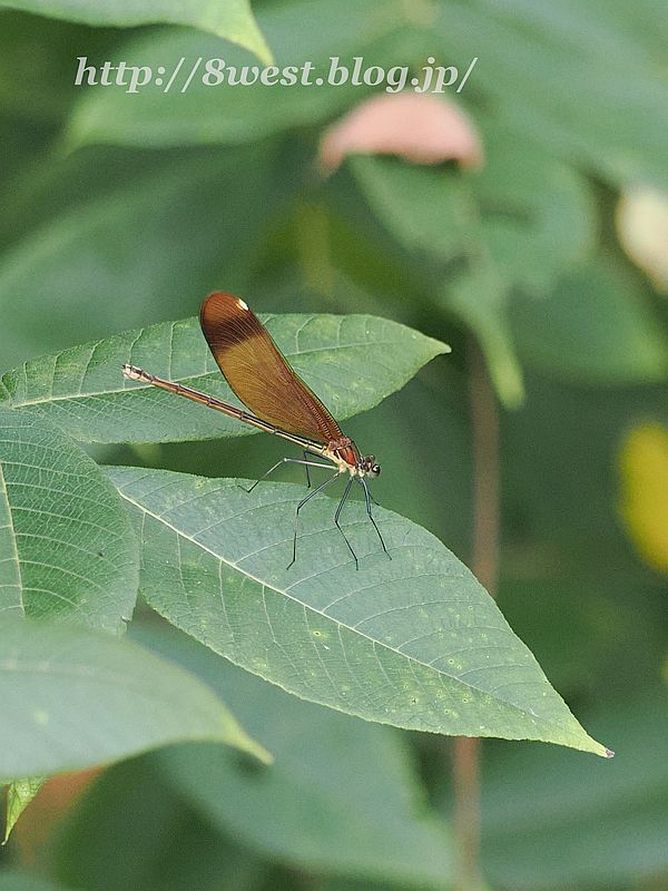 ミヤマカワトンボ4T