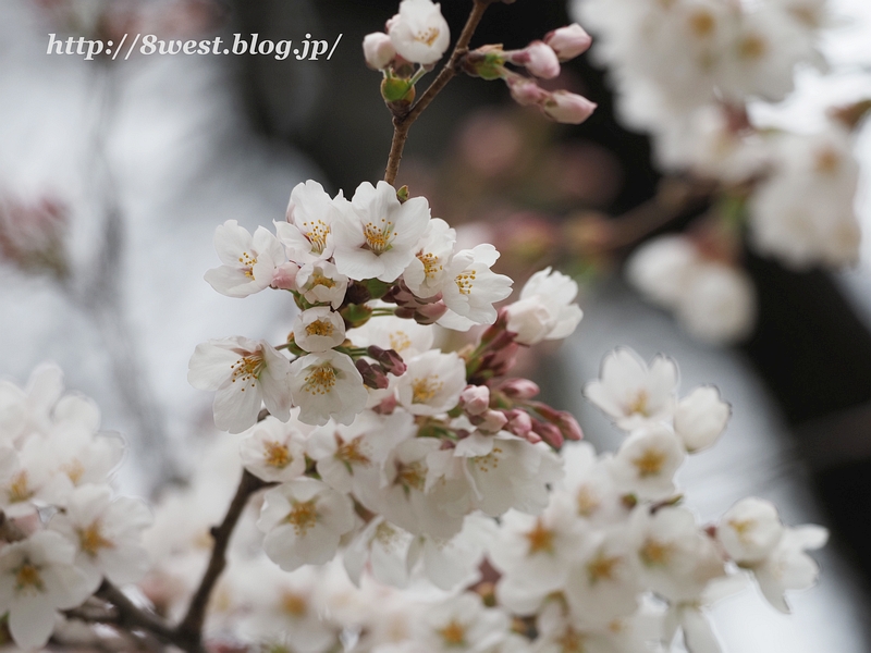 桜4