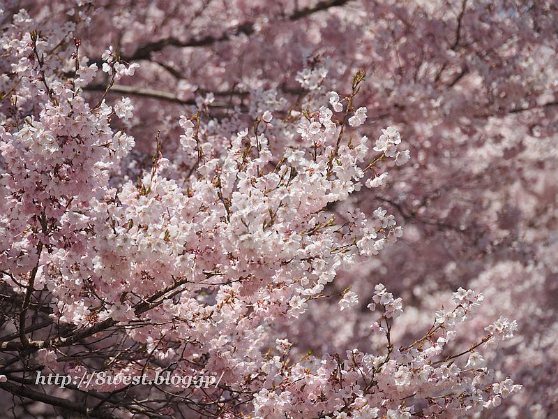 桜39