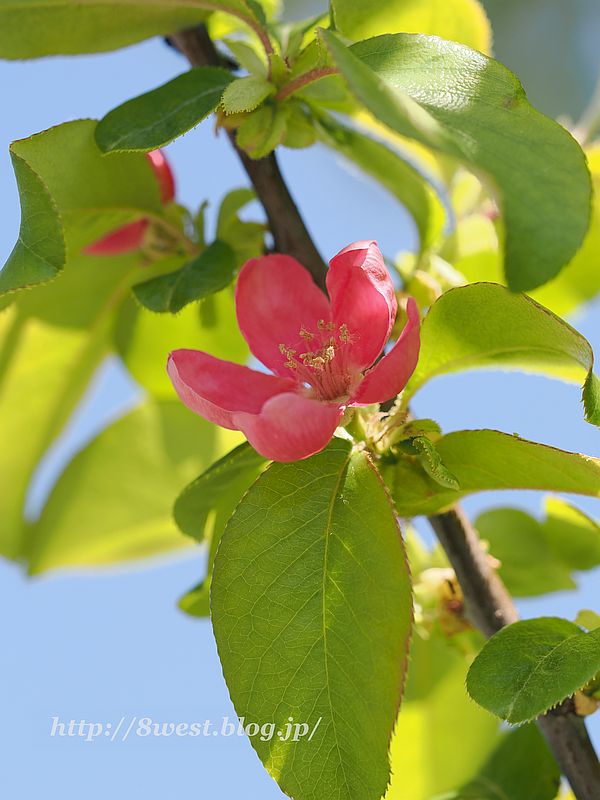 花梨6