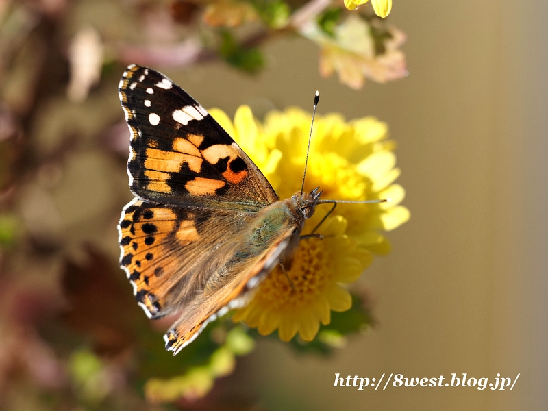 ヒメアカタテハ1