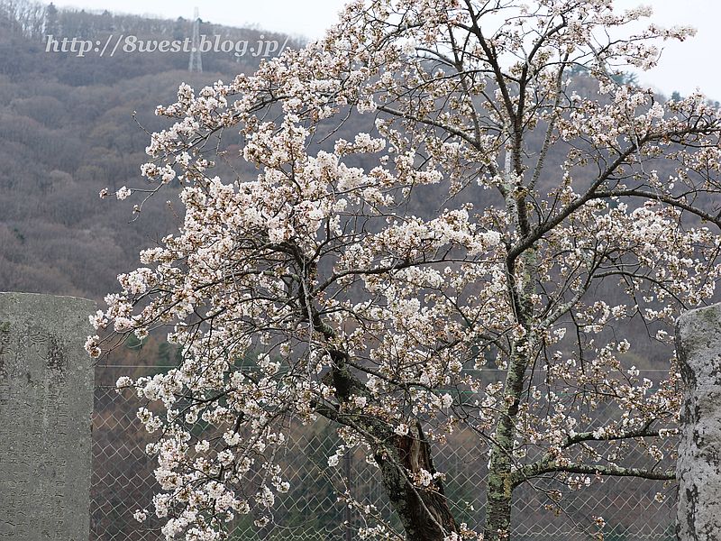 桜13