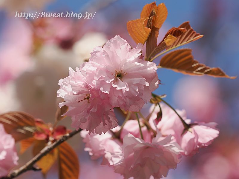 八重桜06