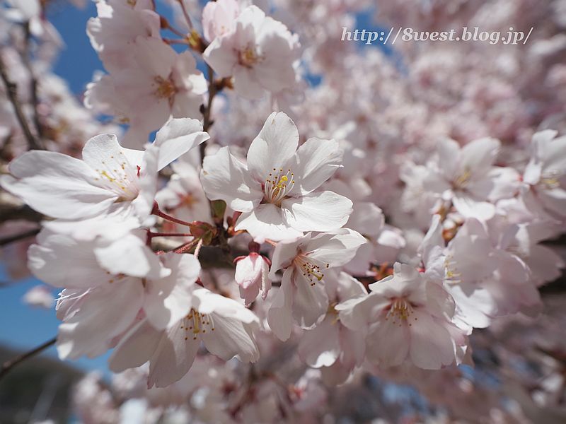 桜03