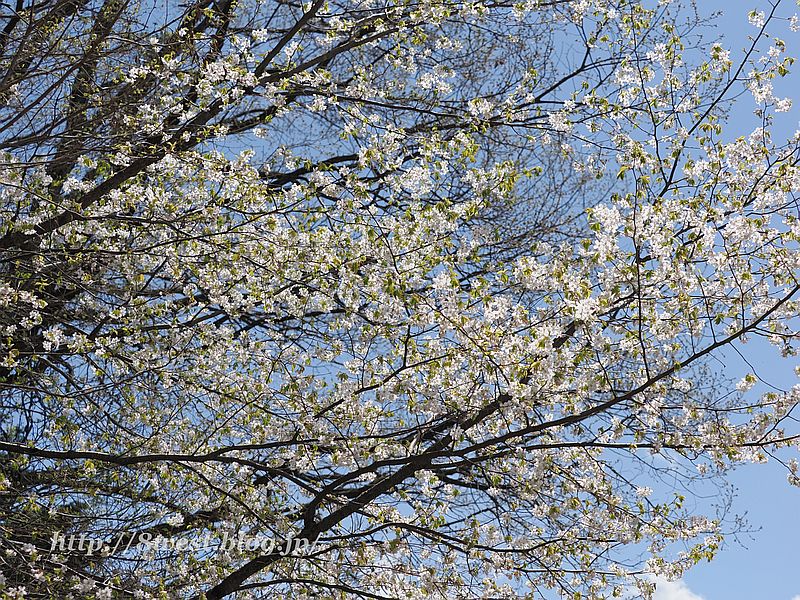 霞桜18