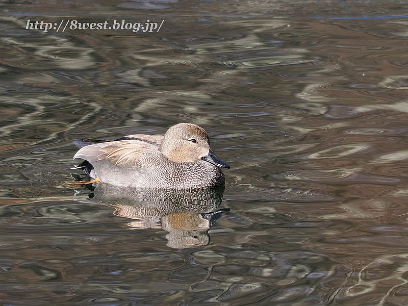 オカヨシガモ10