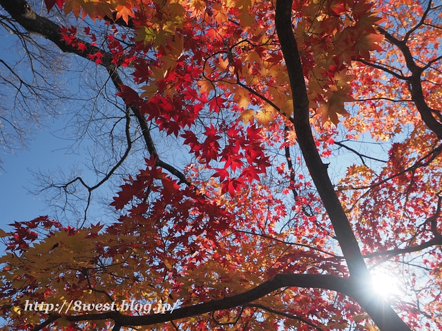 紅葉11