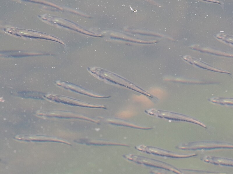 バス稚魚2
