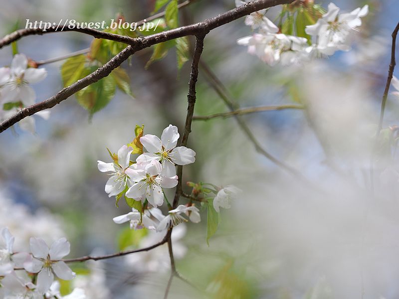 霞桜10
