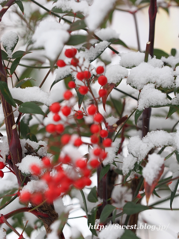 雪