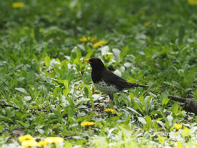 クロツグミ10