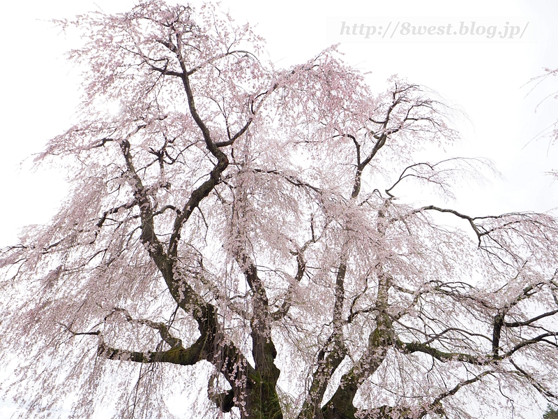 祖霊桜20